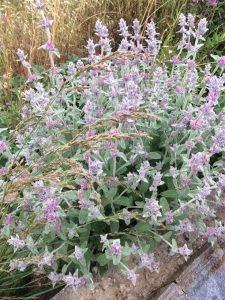 Stachys_cretica