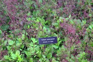 Talinum_paniculatum