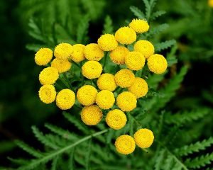 Tanacetum_vulgare