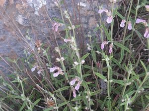 Teucrium_asiaticum