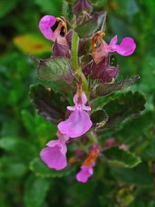 Teucrium_chamaedrys