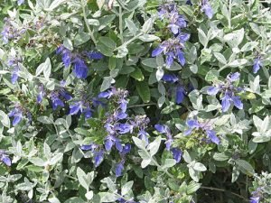 Teucrium_fruticans_azureum