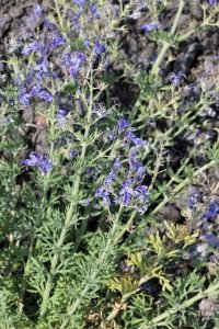 Teucrium_orientale