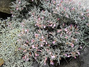 Teucrium_subspinosum
