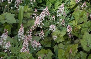 Tiarella_wherryi