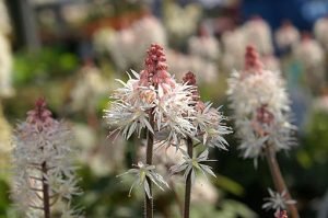 Tiarella_x_Spring_Symphony