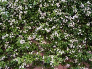 Trachelospermum_jasminoides