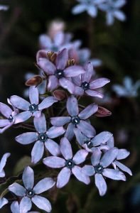 Tweedia caerulea