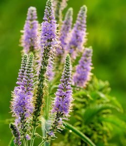 Veronica_longifolia