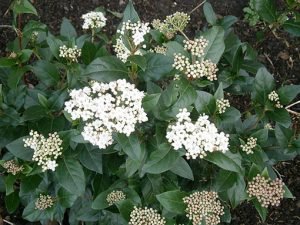 Viburnum_tinus