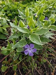 Vinca_major_'Variegata'_fleur