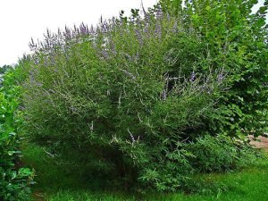 Vitex_agnus-castus