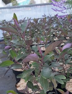 Vitex_trifolia_purpurea