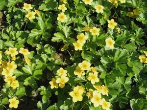 Waldsteinia_ternata