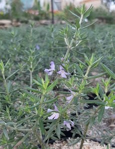 Westringia_longifolia