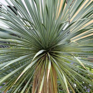 Yucca_rostrata