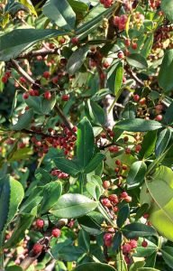 Zanthoxylum_armatum,-Poivrier-de-Timut-Bio