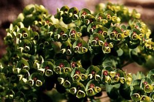euphorbia-x-martinii