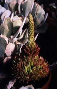 orostachys-erubescens