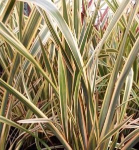 phormium_golden_ray