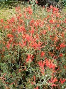 Dicliptera_suberecta_1