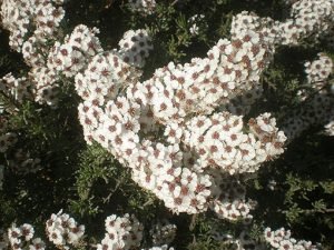 Eriocephalus_africanus