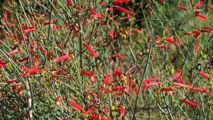 Galvezia_juncea
