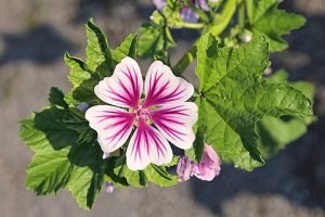 Malva_sylvestris_'Zebrina'