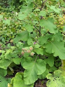 Arctium_lappa