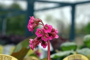 Bergenia_cordifolia_Rotblum