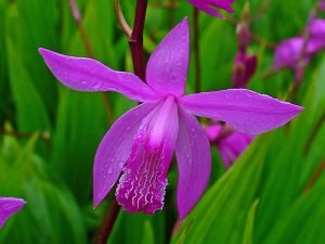 Bletilla_striata