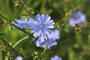Cichorium_intybus