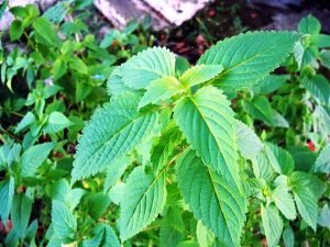 Elsholtzia_ciliata