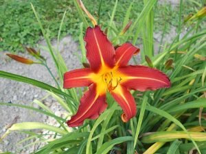 Hemerocallis_Autumn_Red