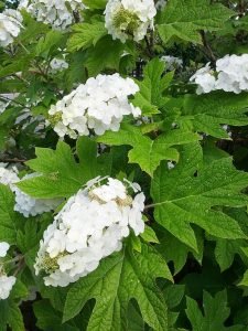 Hydrangea_quercifolia