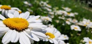 Leucanthemum