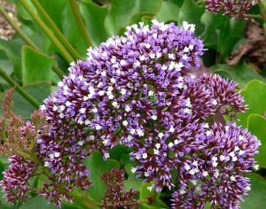 Limonium_perezii