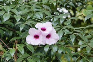 Pandorea_Jasminoides