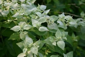 Pycnanthemum_muticum