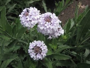 Verbena_rigida_v_lilacina_