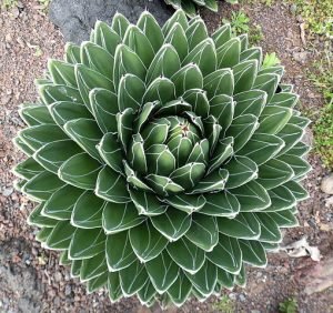 Agave_victoriae_reginae