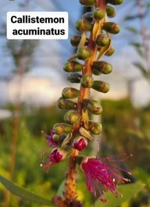 Callistemon_acuminatus