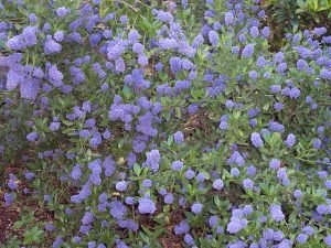 Ceanothus_thyrsiflorus
