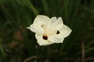 Dietes_bicolor