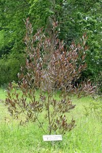 Dodonaea_viscosa_'Purpurea'