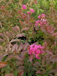 Lagerstroemia_repens