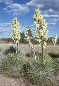 Yucca_elata