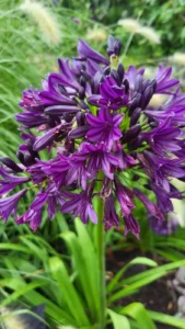 Ombelle de fleurs violet foncé et boutons très sombres de l’Agapanthus Black Pantha à la pépinière