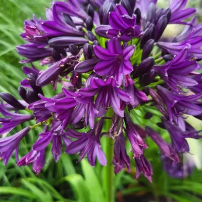 Ombelle de fleurs violet foncé et boutons très sombres de l’Agapanthus Black Pantha à la pépinière
