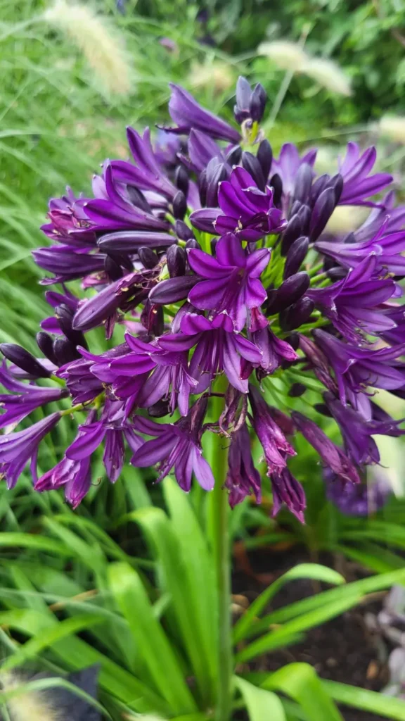 Ombelle de fleurs violet foncé et boutons très sombres de l’Agapanthus Black Pantha à la pépinière